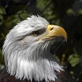 Photo of an Eagle